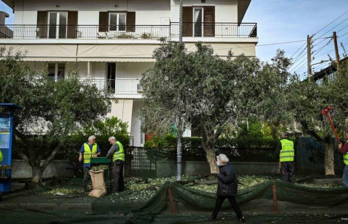 la récolte des olives sur les trottoirs bat son plein