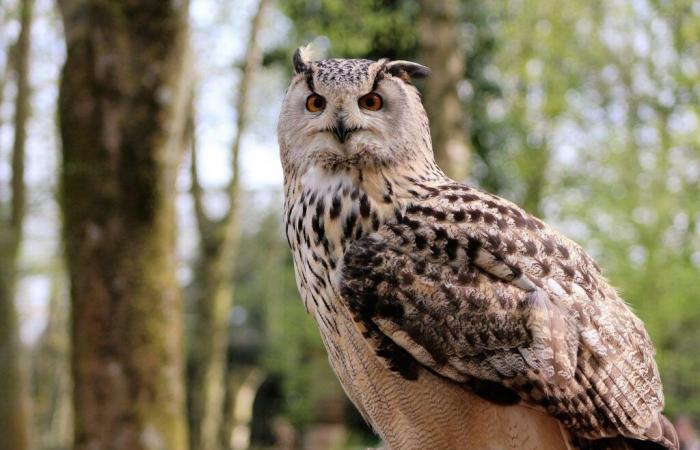 les pompiers sauvent un hibou grand-duc blessé – Actualités – Gard – Pompiers – Grand Duc