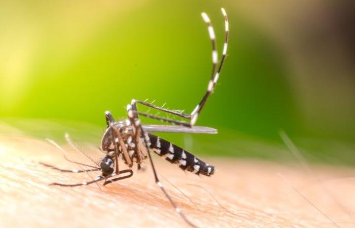 Des chercheurs de la KU Leuven découvrent comment arrêter la dengue chez les moustiques