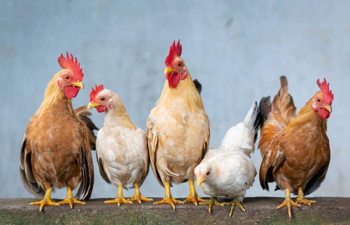 En Europe, la dinde a le goût du poulet