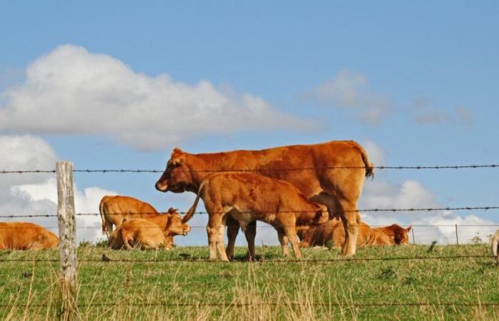 La vache Oupette sera le visage du prochain salon de l’agriculture