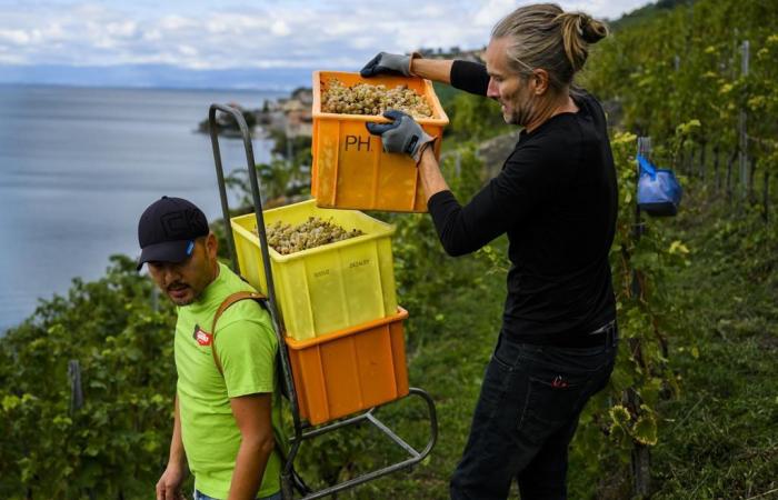 La production mondiale de vin au plus bas depuis 1961