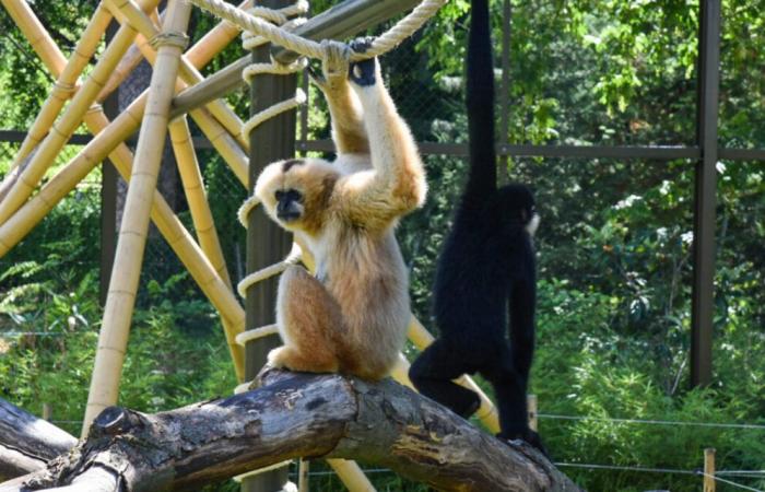 Une manifestation pour la fermeture du zoo de Lyon ce samedi