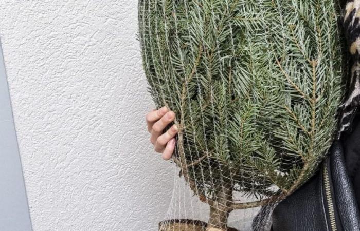 Côte-d’Or. Une pénurie de sapins de Noël à cause de la sécheresse ? « C’est absurde ! », répondent les producteurs