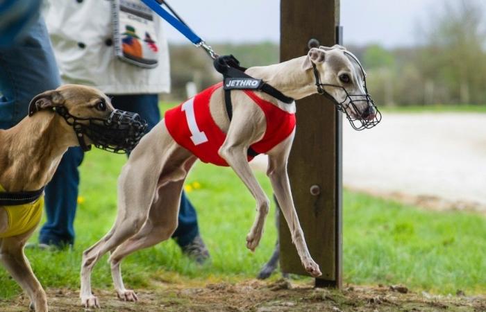 découvrez la dernière piste canine du Vaucluse, une exposition canine unique