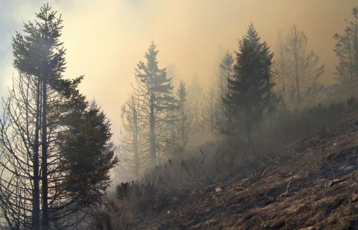 Les incendies de forêt sont responsables de la mort de 1,53 million de personnes dans le monde, certains pays étant particulièrement touchés