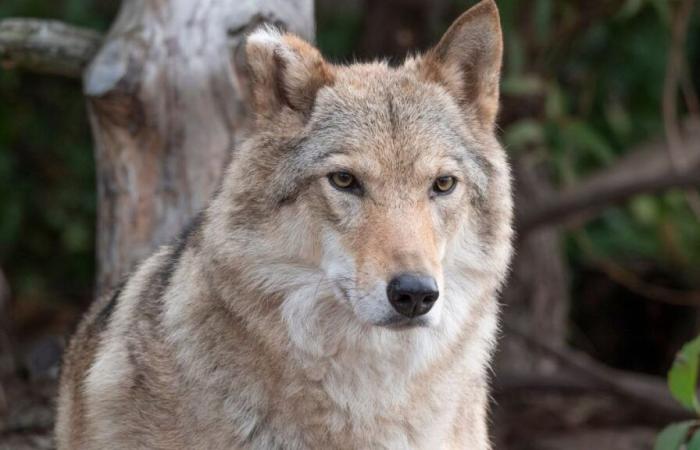 L’UE veut limiter la protection des loups. Pourquoi la prolifération de l’espèce est-elle devenue un problème ?