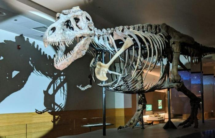 Analyser les vomissements des dinosaures pour comprendre leur conquête du monde