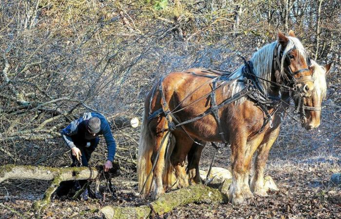 Dans les forêts de la Nièvre, les chevaux remplacent parfois les machines