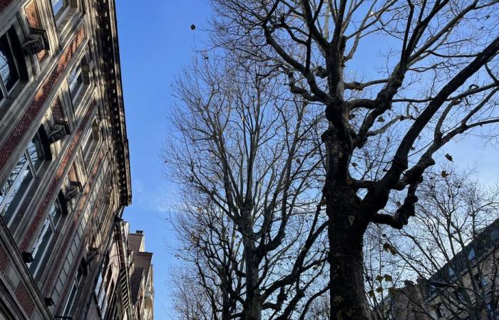 Bulletin météo. Quelle météo dans les Hauts-de-France pour ce samedi 30 novembre ?