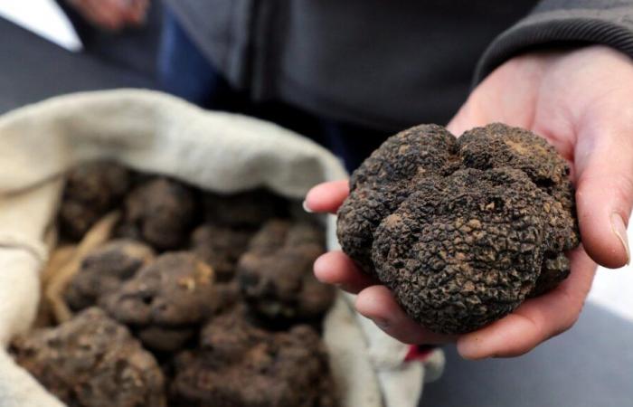 l’optimisme est de mise pour la truffe noire