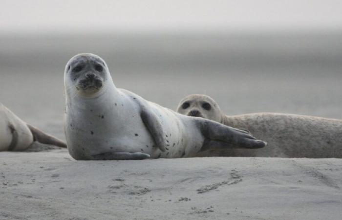 un phoque retrouvé mort au milieu de la route : Actualités