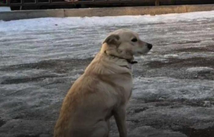 Belka, la chienne qui attend son maître décédé