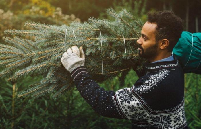 Acheter son sapin de Noël un mois à l’avance, c’est possible, mais en suivant quelques conseils