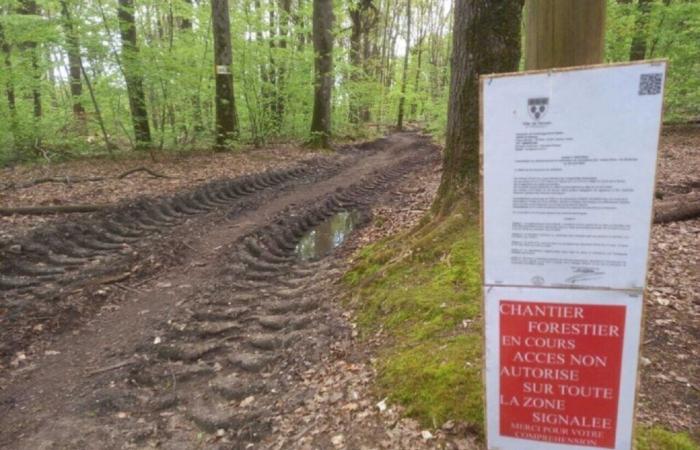 Lancement d’un deuxième projet d’entretien forestier dans cette commune de l’Eure