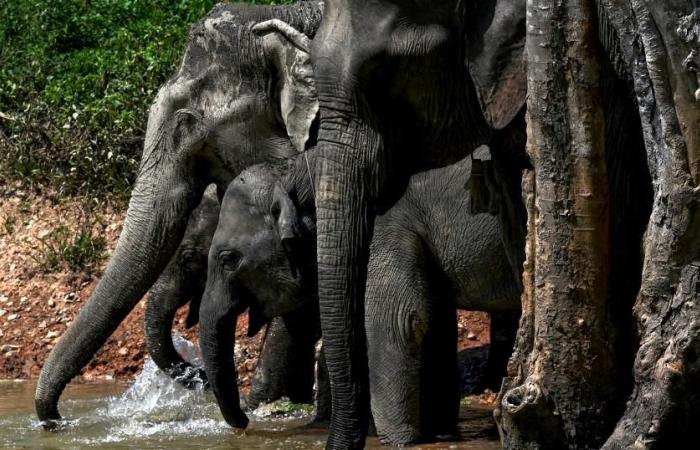 Analyser l’ADN des crottes pour sauver les derniers éléphants du Laos