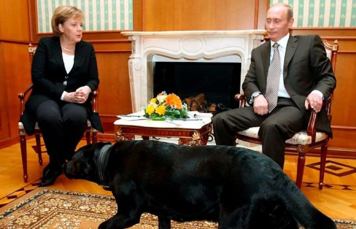 Rencontre avec un chien : Poutine s’excuse auprès de Merkel