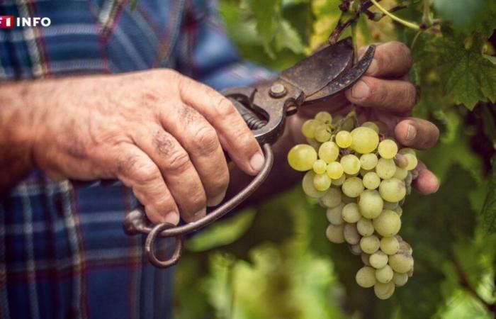 La production mondiale de vin à bout de souffle, la France doublée par l’Italie