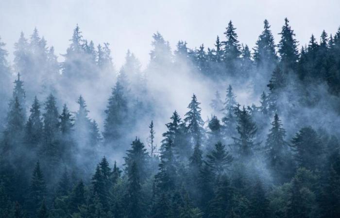 Des chercheurs révèlent les secrets de la croissance et de la longévité des arbres