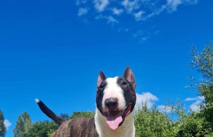 Lot-et-Garonne. Son chien Oguste, coincé plus de 24 heures dans un terrier, libéré grâce à la dynamite