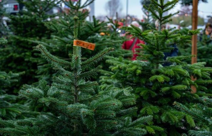 Combien dépenser pour un sapin de Noël pour faire une bonne affaire ?