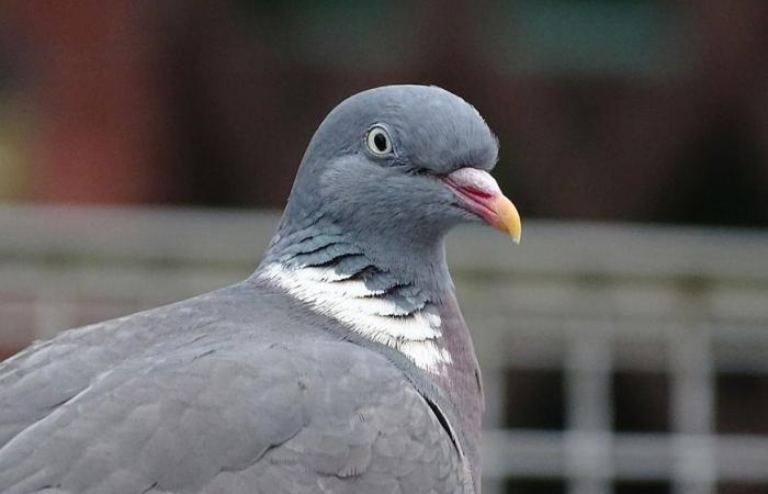 Les pigeons d’or 2024 de la rédaction de Carton-Rouge.ch – Carton-Rouge