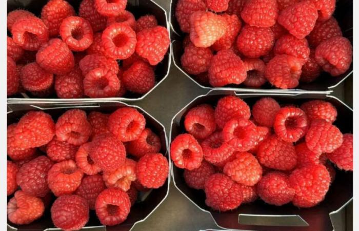 « Malgré les bons prix de cette saison, la filière framboise est moins attractive »