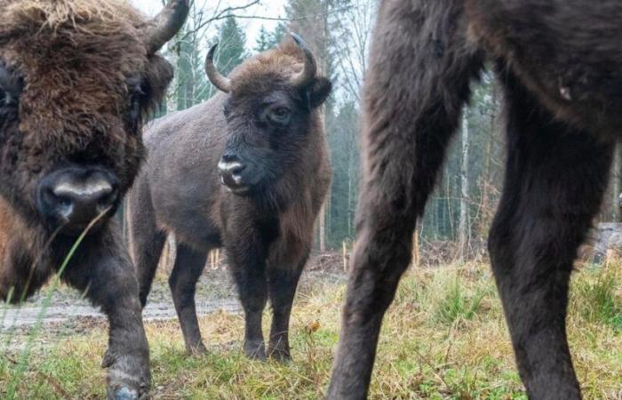 Le bison « Pola IV », dit « Teigne », foudroyé par la langue bleue