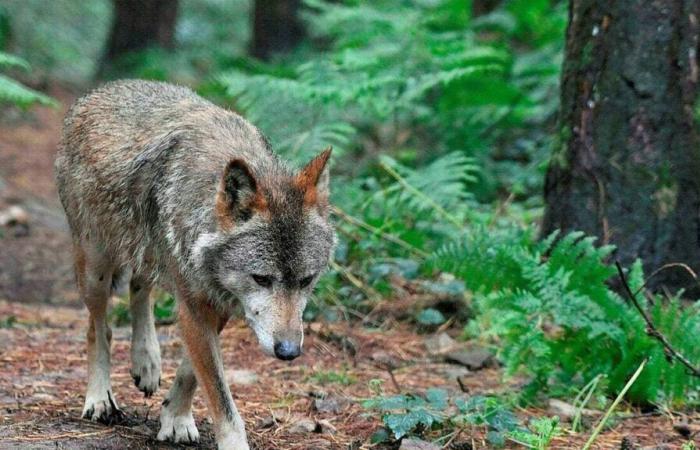 PODCAST. Quand un loup terrifiait les habitants du centre Bretagne