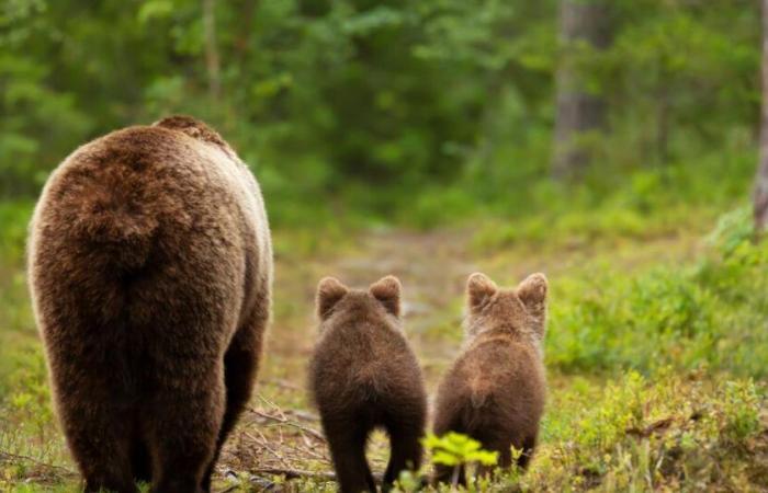 Un ours capturé après avoir blessé un homme dans un supermarché japonais