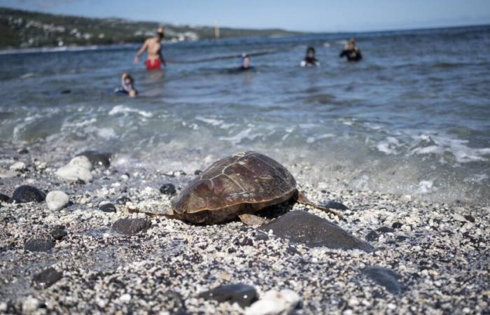 A La Réunion, des pêcheurs d’espadon formés aux premiers secours pour les tortues capturées accidentellement – ​​Libération