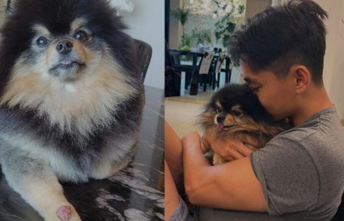 La star V du BTS pleure le décès de son animal de compagnie bien-aimé, Yeontan.