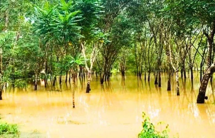 Les inondations dévastent les plantations d’hévéas dans le sud