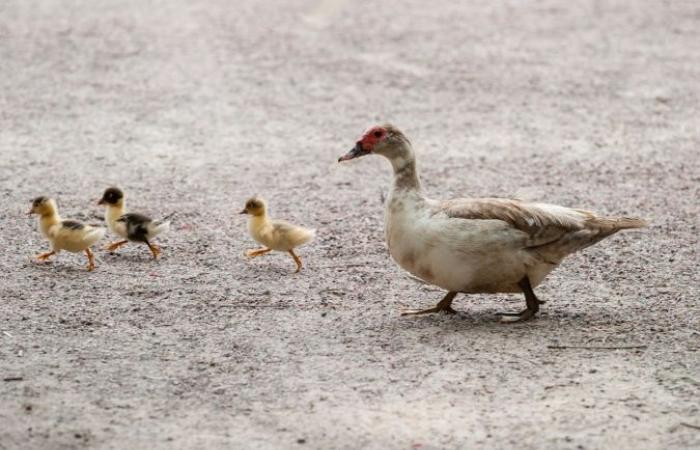 le Département des Landes s’engage dans la vaccination