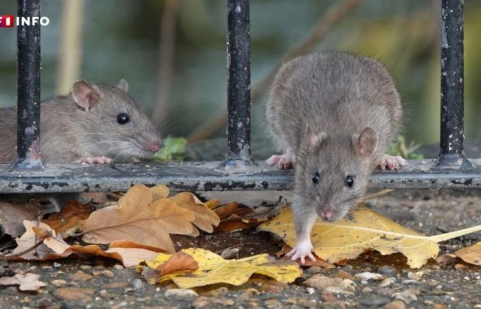 partout en France, la prolifération des rongeurs met en garde les rongeurs nuisibles