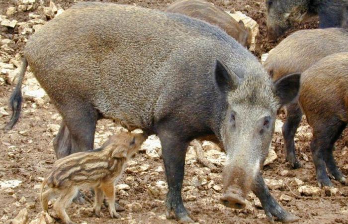 Les habitants de cette commune de Dordogne se plaignent de l’augmentation des sangliers