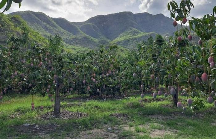 « Les prix irréguliers montrent que le marché devient entravé »