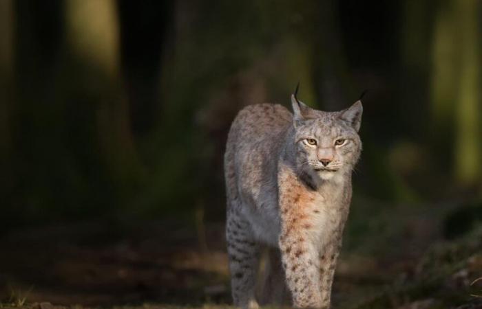 Trois lynx tués par erreur dans le Jura suisse par un chasseur autorisé à tuer des loups