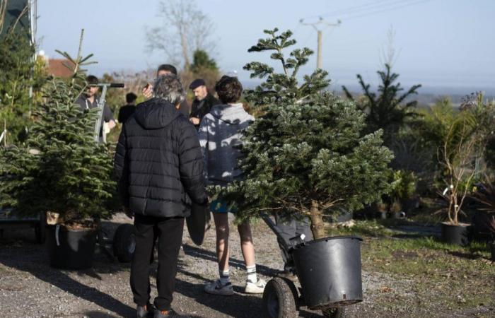 à Estibeaux, l’arbre loué prend racine