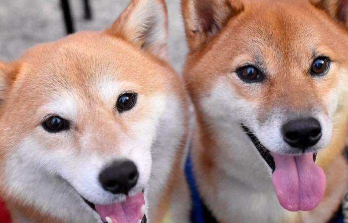 Le prix du Dogecoin grimpe alors que Shiba Inu atteint son plus haut niveau depuis 8 mois