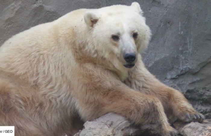 Animal hybride et super prédateur, le grolar inquiète l’Arctique