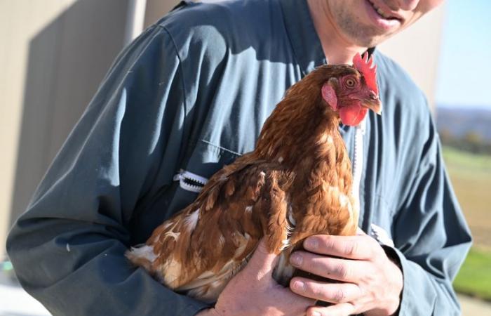 cet éleveur gersois offre une retraite bien méritée à ses poules pondeuses