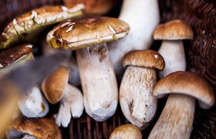 Vous ne le savez pas encore, mais vous avez (aussi) besoin de ce livre sur les champignons