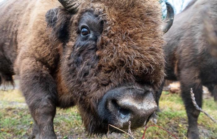 Le bison « Pola IV », dit « Teigne », foudroyé par la langue bleue