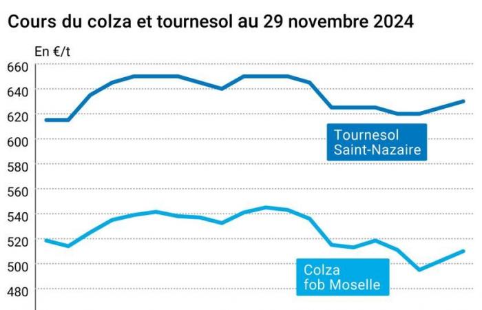 Oléagineux – Les prix du colza enregistrent une belle hausse sur Euronext