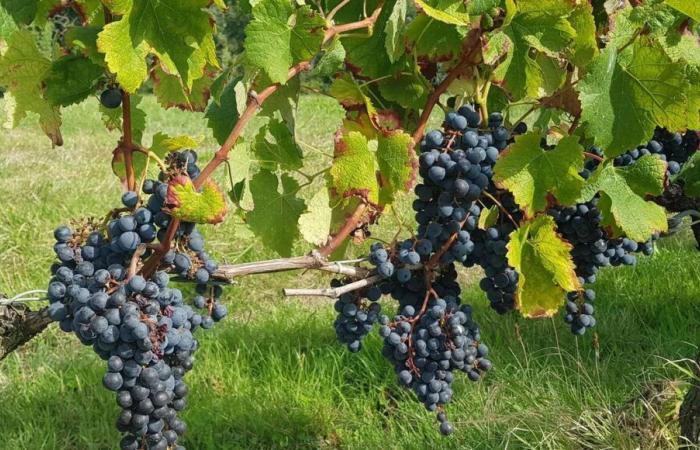 Près de 12% du vignoble de Dordogne va disparaître suite à la campagne nationale d’arrachage