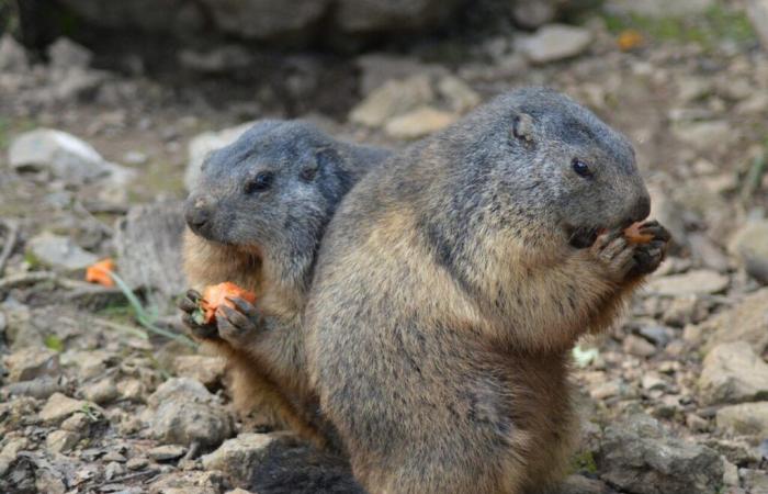 Un député de Savoie dépose une loi contre la chasse à la marmotte