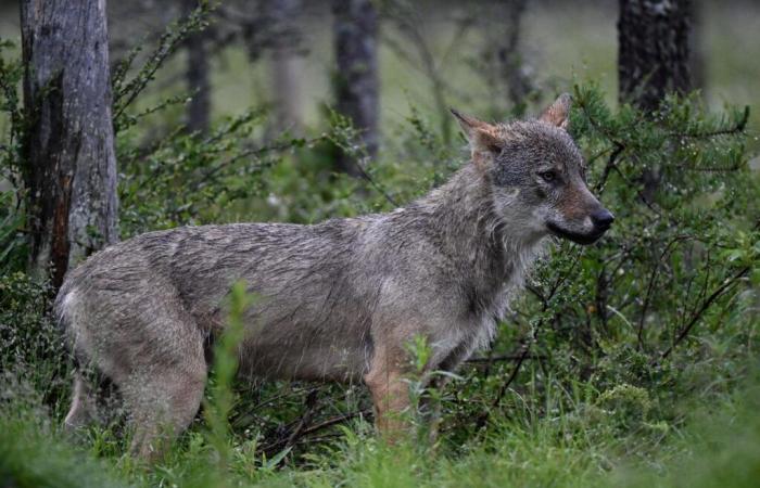 La protection du loup prend le dessus dans l’aile