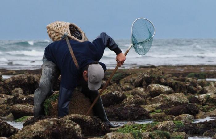 tous les secrets de la pêche à pied sur l’île d’Oléron dans un livre