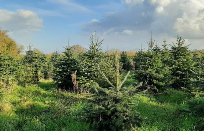 Le sapin de Vendée, une micro-industrie qui mise sur la qualité et l’ultra proximité